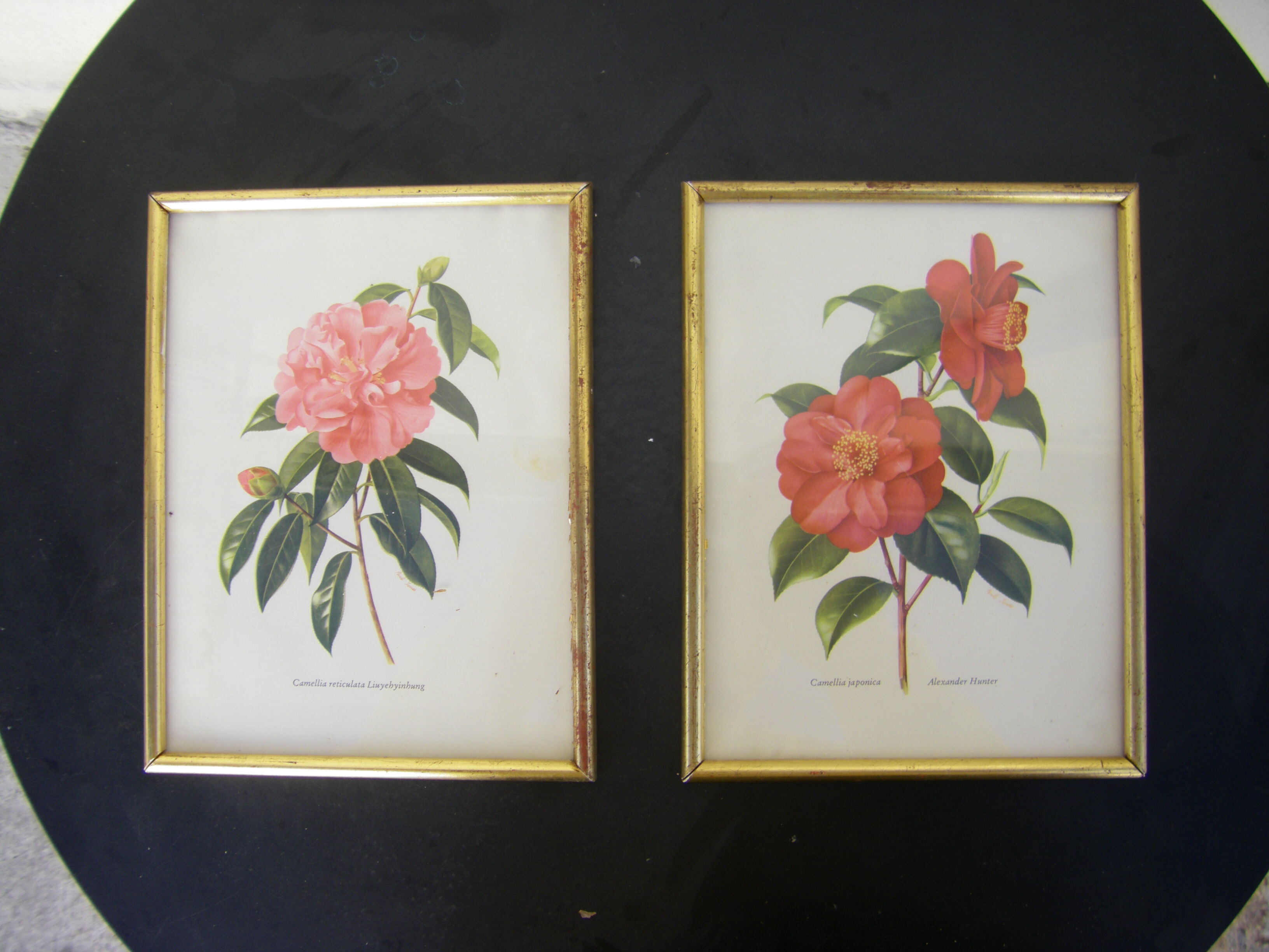 Pair of wall decorations of flowers "camellia"