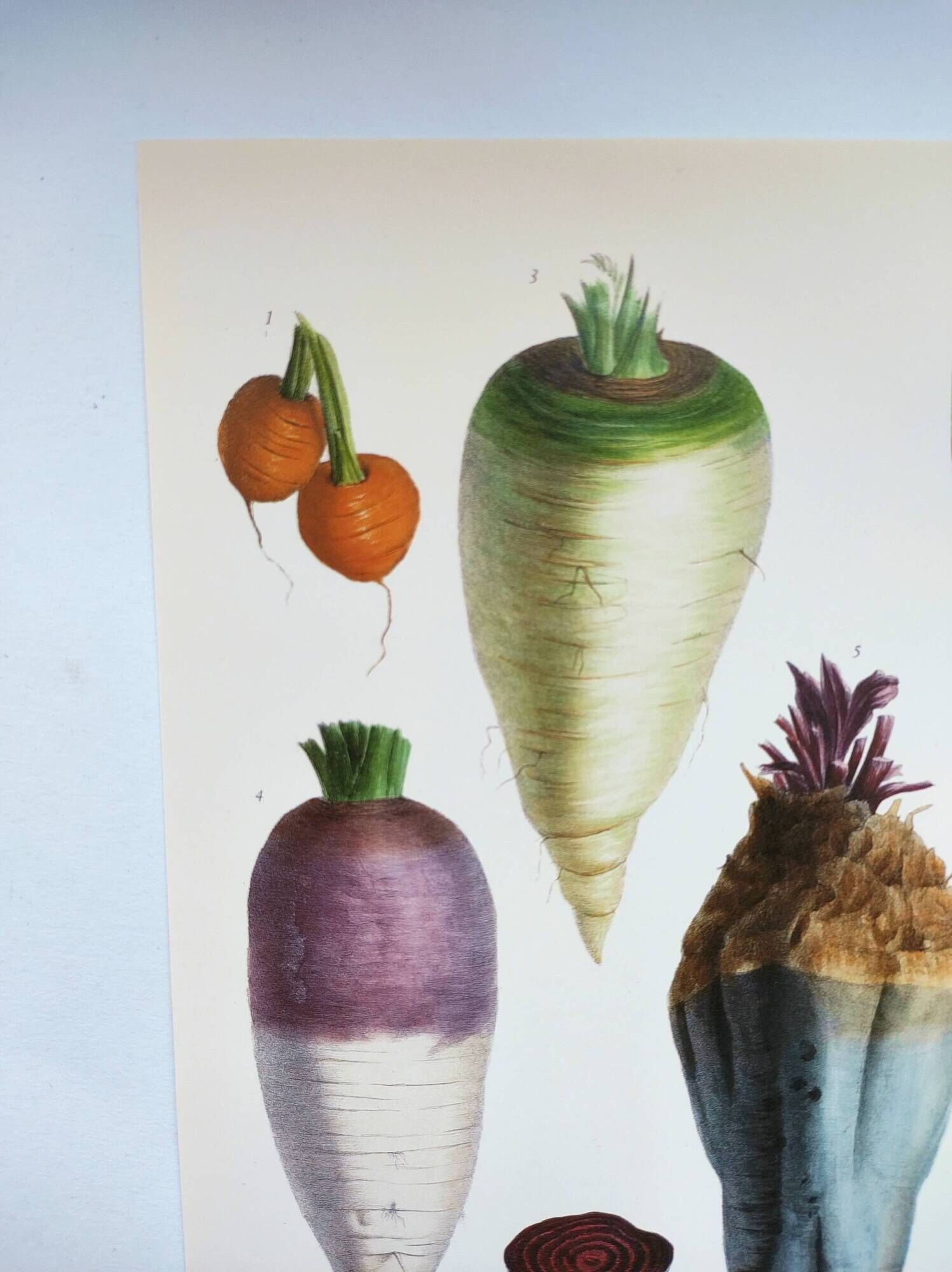 Garden Vegetable Illustration - Vintage Botanical Vegetable Garden Illustration Vilmorin - Red Carrot