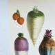Garden Vegetable Illustration - Vintage Botanical Vegetable Garden Illustration Vilmorin - Red Carrot