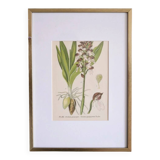 Botany under frame Purple Orchid