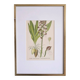 Botany under frame Purple Orchid