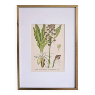 Botany under frame Purple Orchid