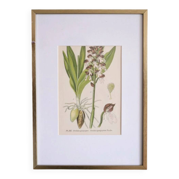Botany under frame Purple Orchid