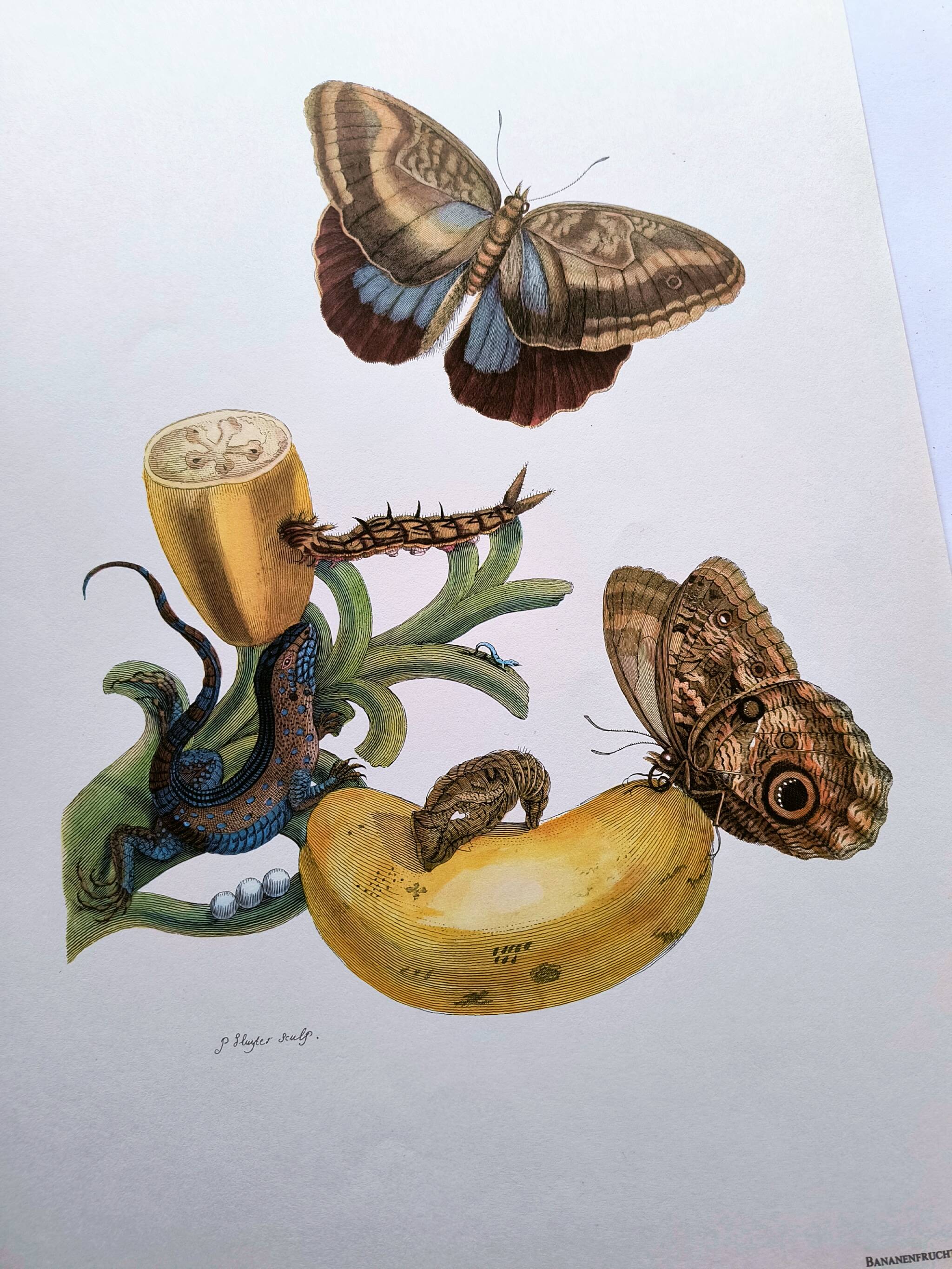 Tropical Butterflies by Merian - Original Plate - Vintage Illustration