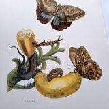 Papillons tropicaux de Merian - Planche originale - illustration vintage