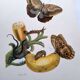 Tropical Butterflies by Merian - Original Plate - Vintage Illustration
