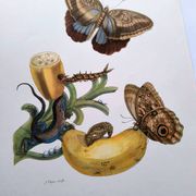 Tropical Butterflies by Merian - Original Plate - Vintage Illustration