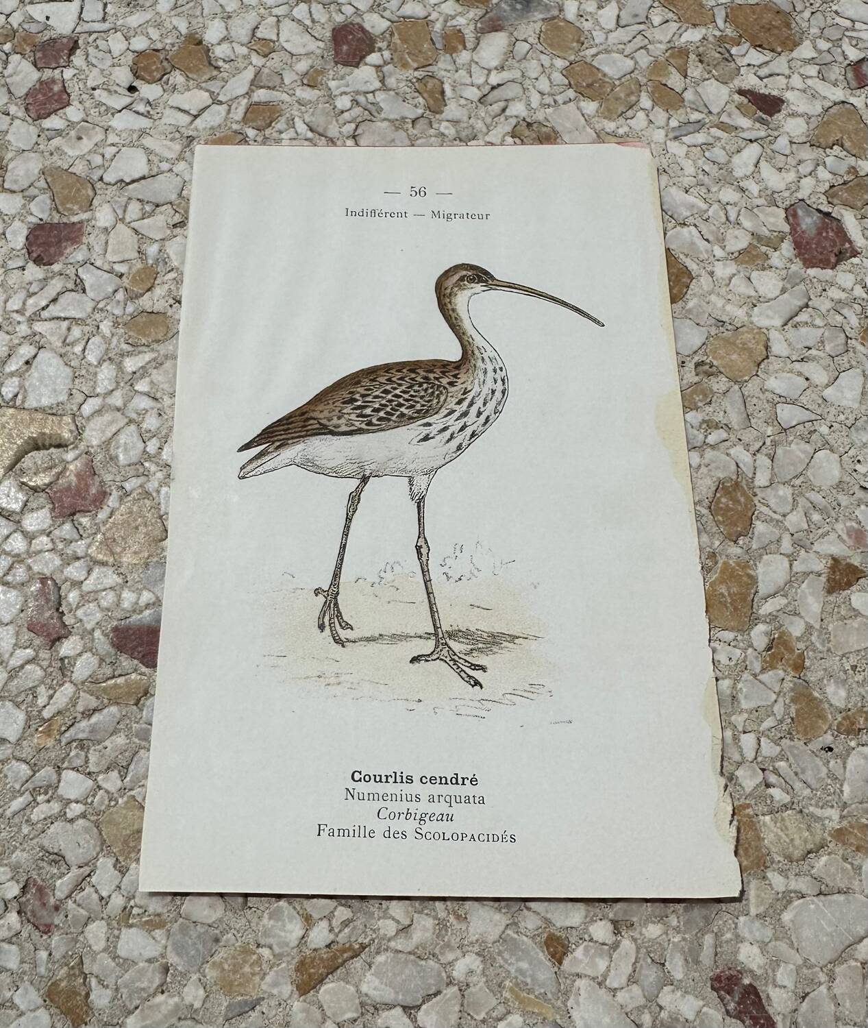 Old botanical engraving naturalist plate 1903 birds