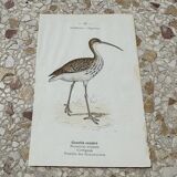 Gravure botanique ancienne planche naturaliste 1903 oiseaux