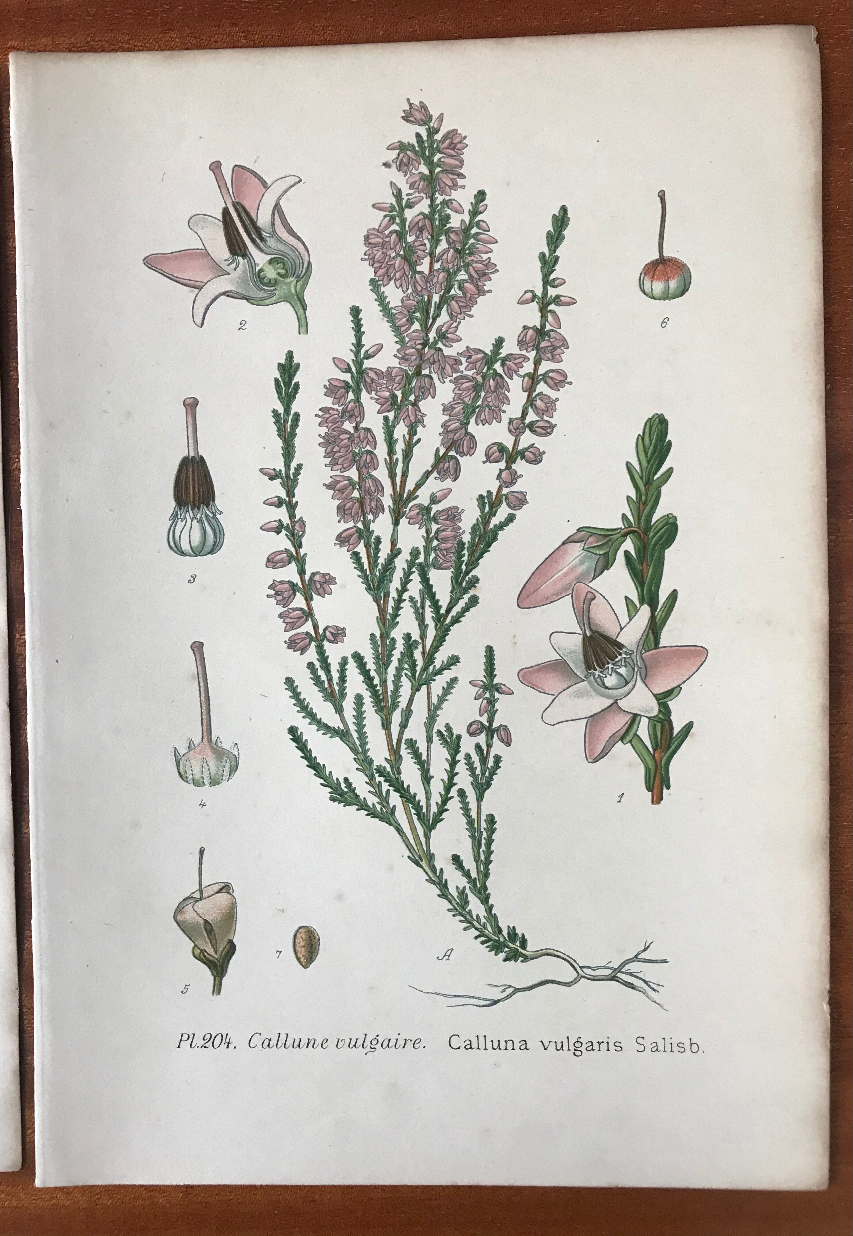Trio of 19th-century botanical boards