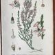 Trio of 19th-century botanical boards