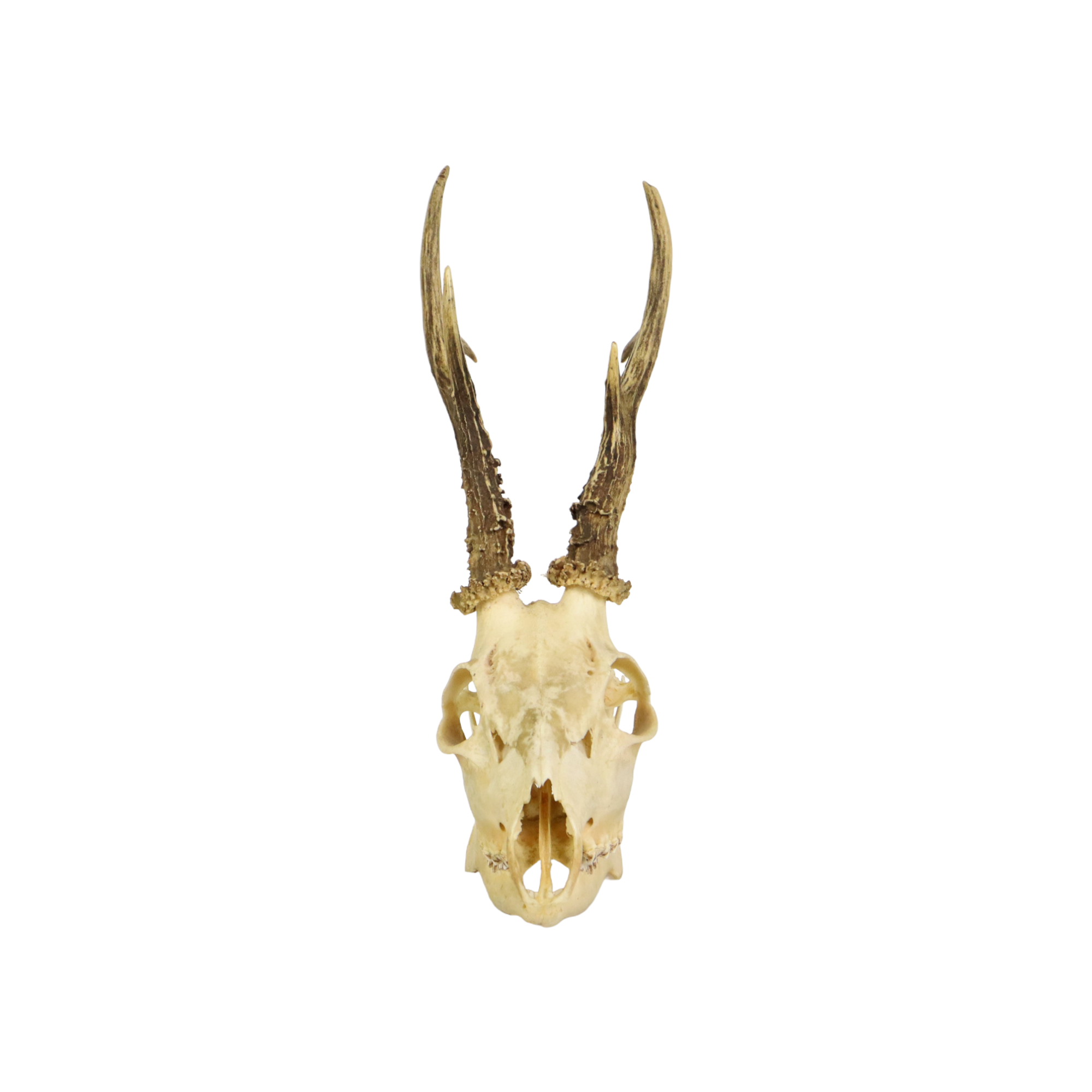 Deer skull taxidermy complete antlers skull deer 33cm