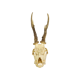 Deer skull taxidermy complete antlers skull deer 33cm