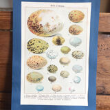 Bird eggs educational board