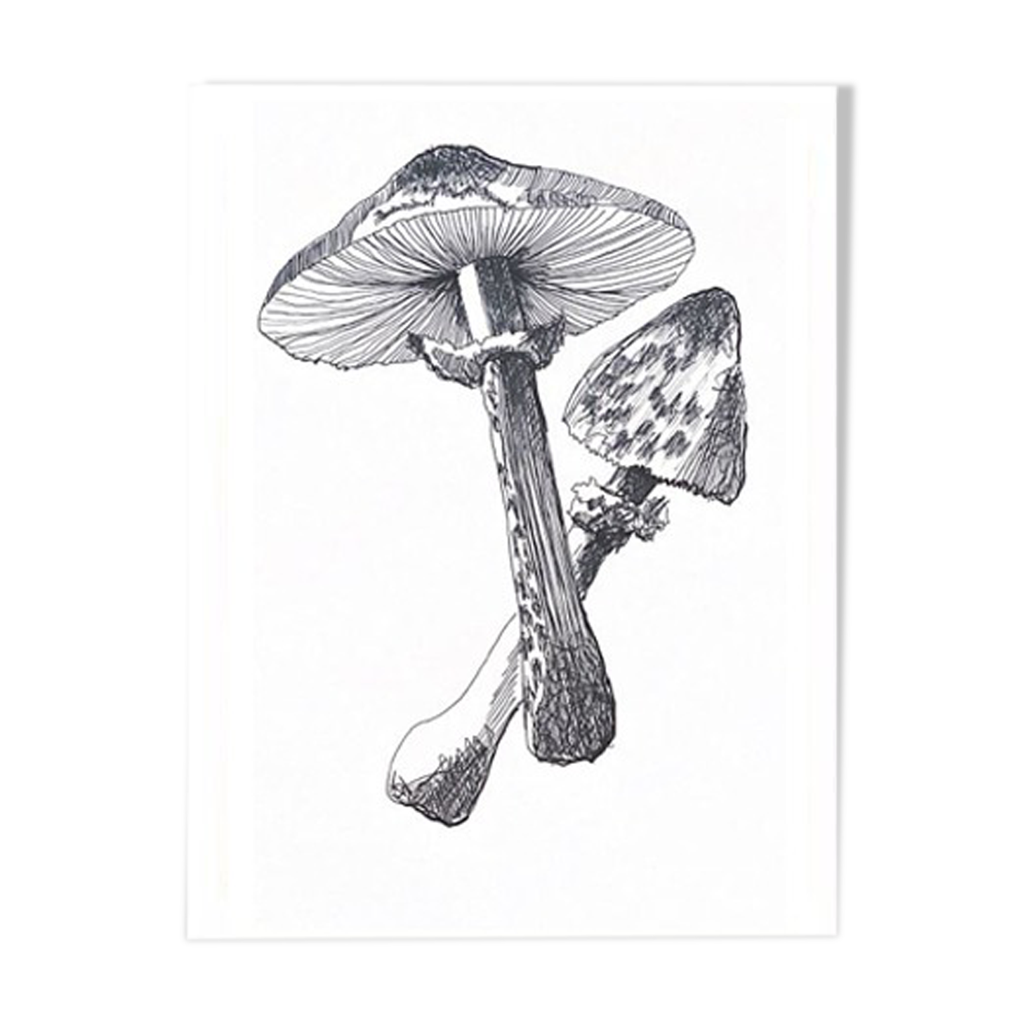 Illustration " Pick " A3