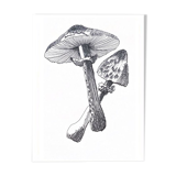 Illustration " Pick " A3