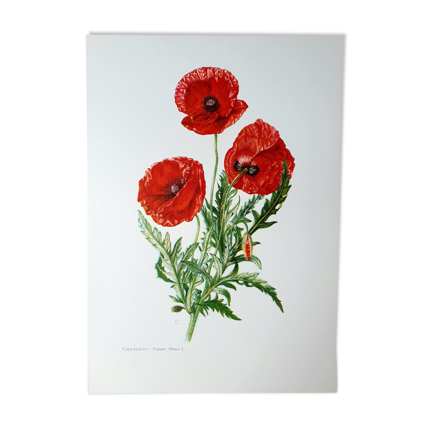 Poppy botanical board