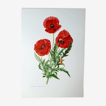 Poppy botanical board