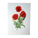 Poppy botanical board