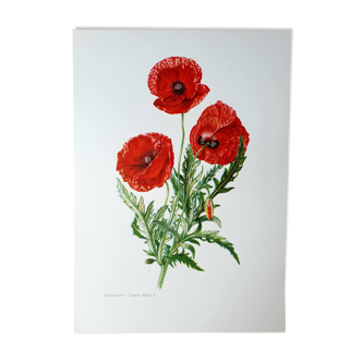 Poppy botanical board