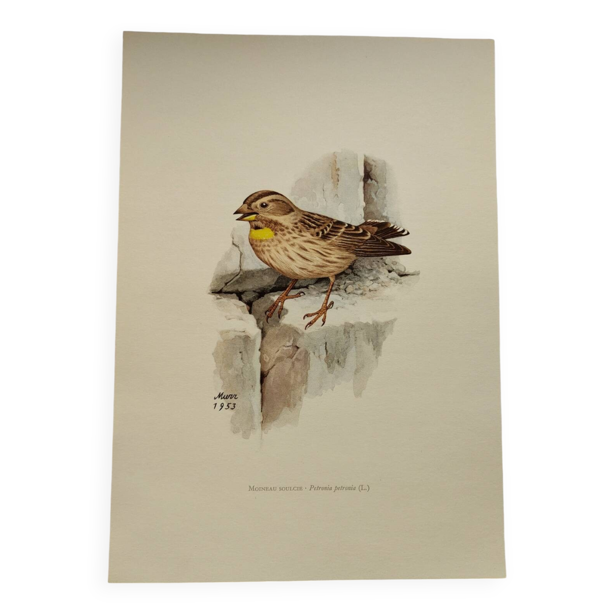 Old bird plate from the 1960s - Soulcie sparrow - Nature zoological illustration