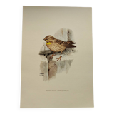 Old bird plate from the 1960s - Soulcie sparrow - Nature zoological illustration