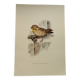 Planche ancienne oiseaux Années 1960 - Moineau Soulcie - Illustration zoologique nature