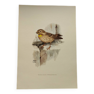 Old bird plate from the 1960s - Soulcie sparrow - Nature zoological illustration