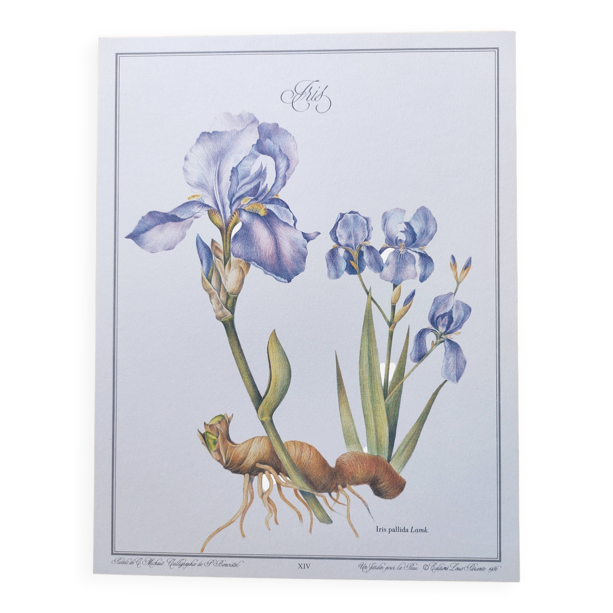 Gravure botanique -Iris- Illustration de plantes médicinales et herbes. Pastels de C.Michaut