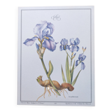 Botanical engraving -Iris- Illustration of medicinal plants and herbs. Pastels by C.Michaut