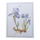 Botanical engraving -Iris- Illustration of medicinal plants and herbs. Pastels by C.Michaut
