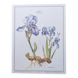 Botanical engraving -Iris- Illustration of medicinal plants and herbs. Pastels by C.Michaut