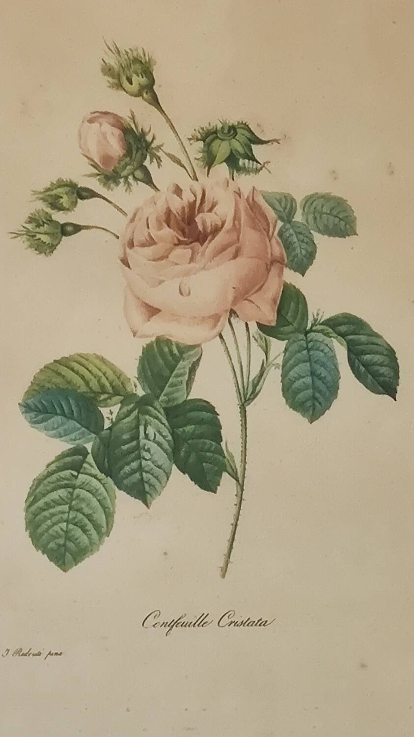 Floral illustration