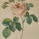 Illustration florale