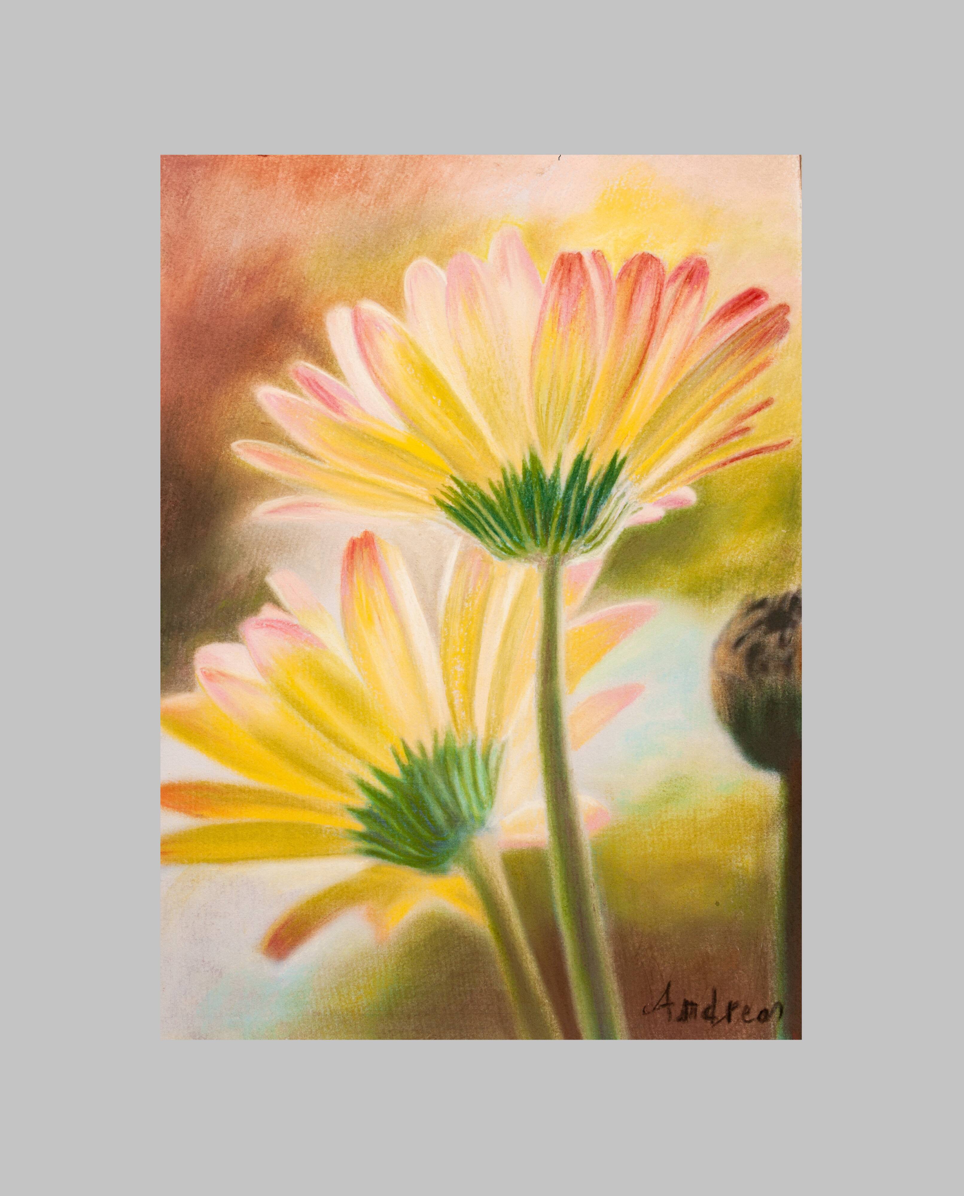 Drawing of daisies. drawn flowers. color drawing of daisies. drawing of flowers.