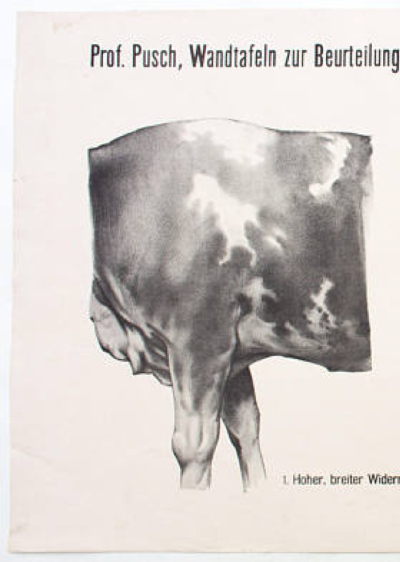Graphic Poster by Dr. G Pusch, "Anatomy of Cows", 1901