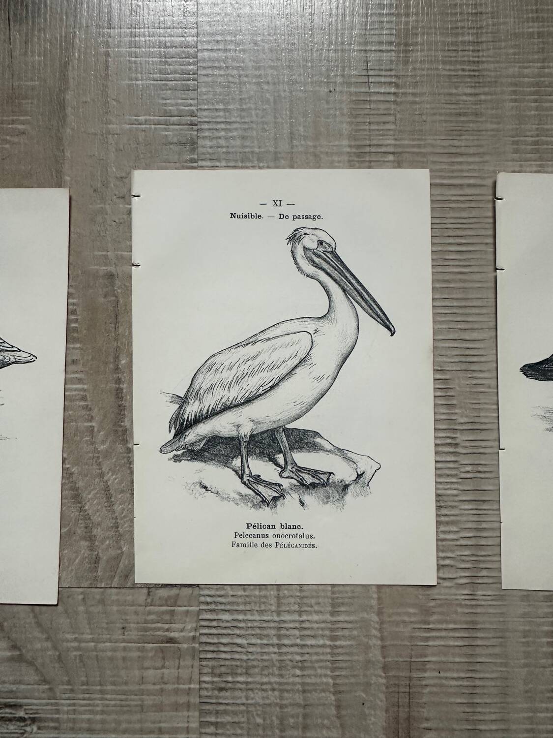 Lot of 3 old naturalist engravings botanical work vintage birds