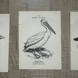 Lot of 3 old naturalist engravings botanical work vintage birds