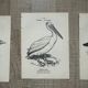 Lot of 3 old naturalist engravings botanical work vintage birds
