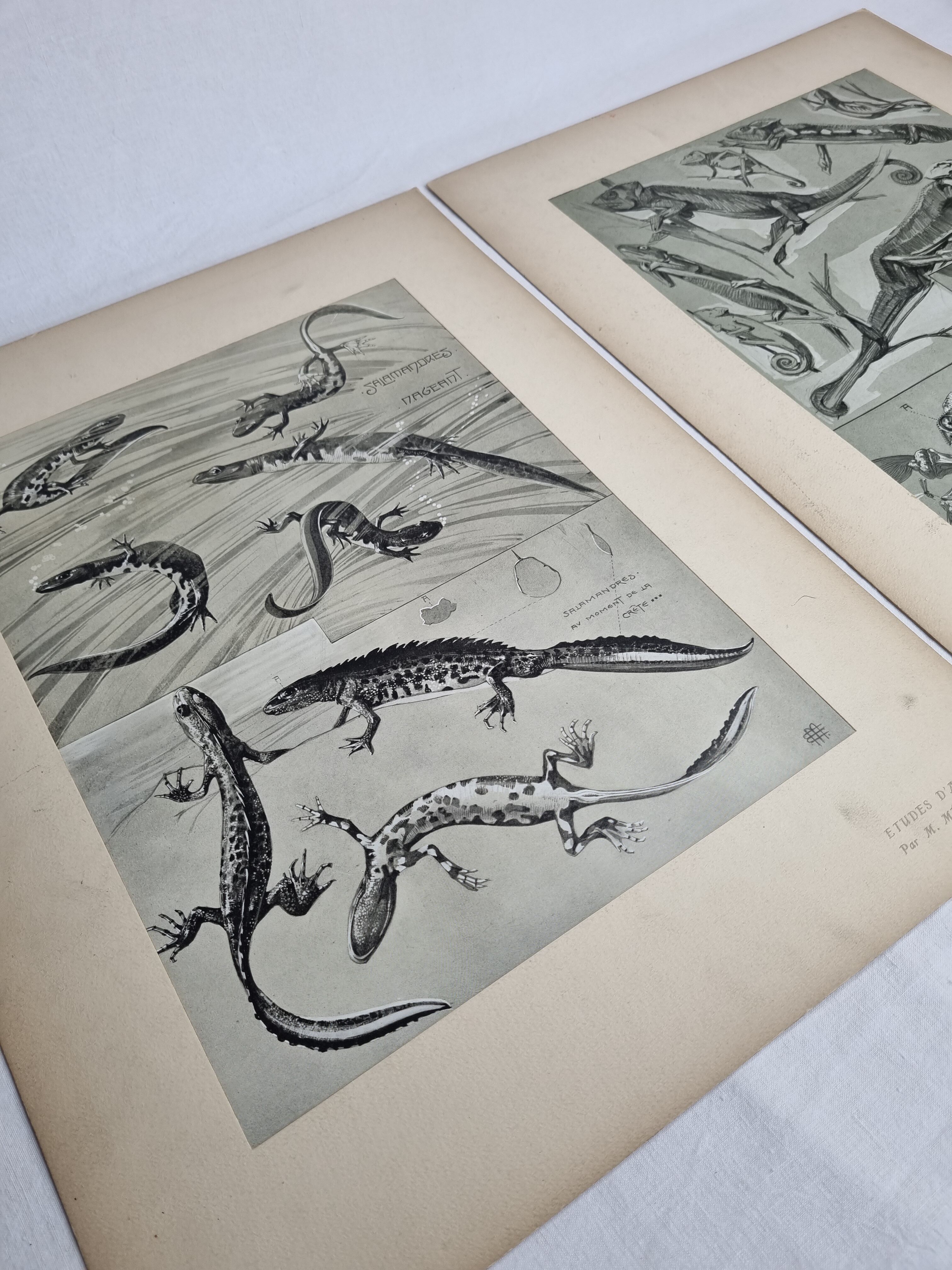 Two original plates "Etudes d'Animaux" by Mathurin Méheut, 1911