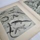Two original plates "Etudes d'Animaux" by Mathurin Méheut, 1911