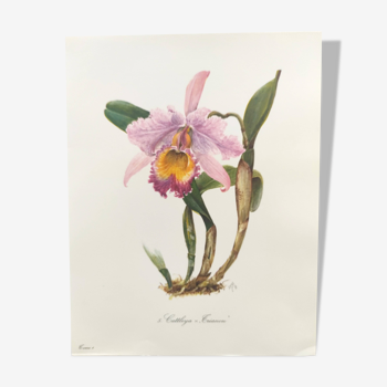 Aquarelle botanique vintage de 1978 - Orchidée Cattleya Trianon - Planche de M.Rollinat