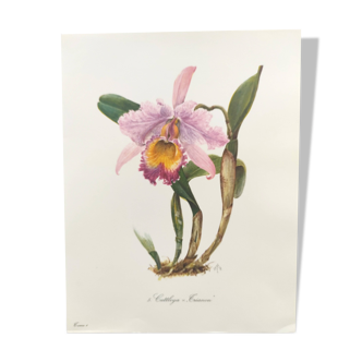Vintage botanical watercolor from 1978 - Cattleya Trianon orchid - Plate by M.Rollinat