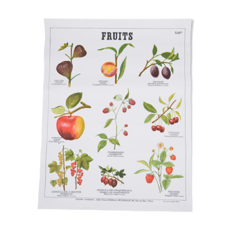 Poster Deyrolle Fruits N° 532 bis