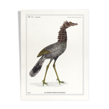 Lithograph chimeric engraving animal - the cariapocampus