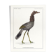 Lithograph chimeric engraving animal - the cariapocampus