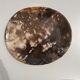 Dish in petrified wood