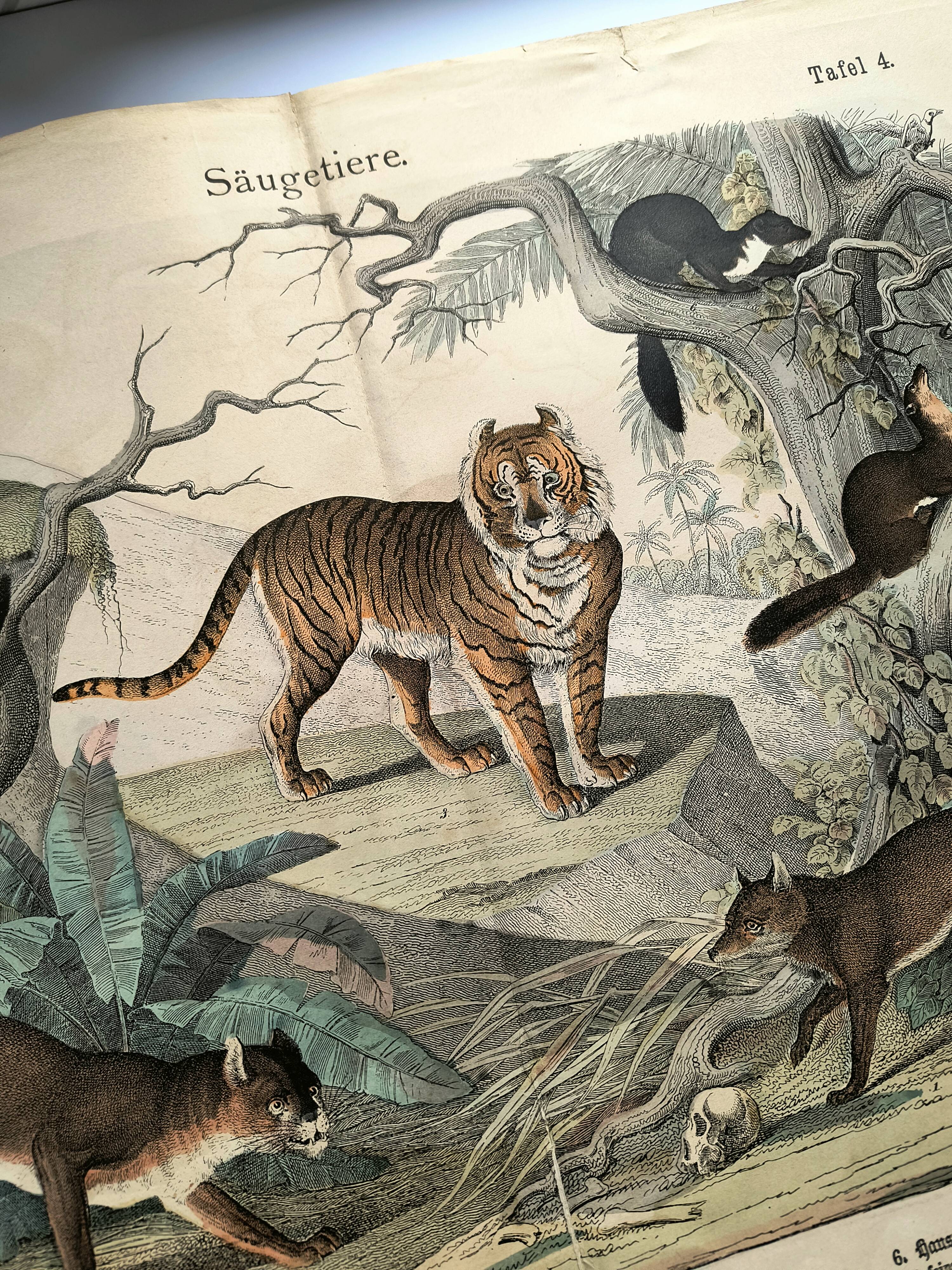 Large antique engraving, 1886 - Tigers and mammals. Lithograph plate
