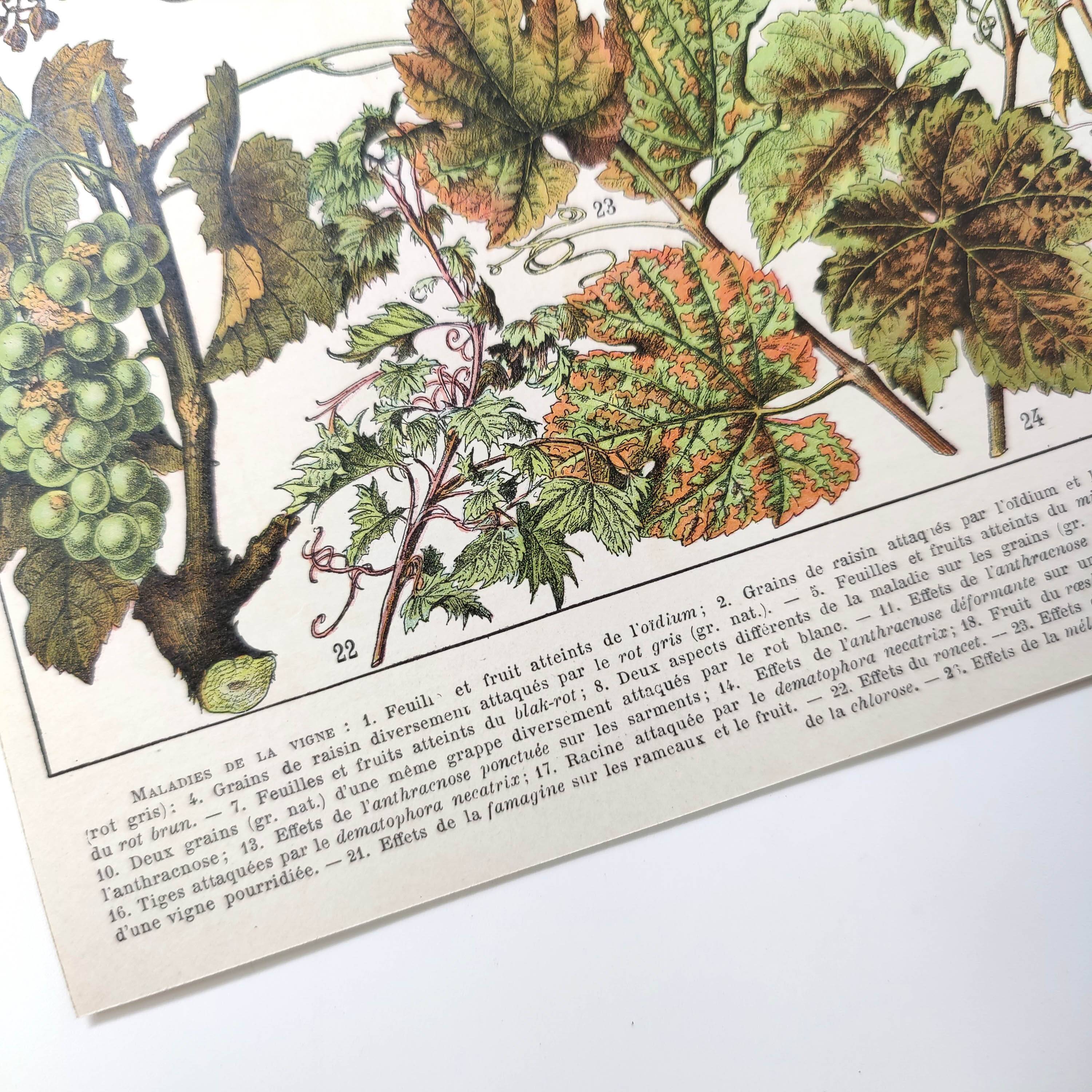 Lot of two lithographed plates on vine diseases 1900