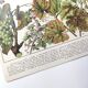 Lot deux Planches lithographies sur les maladies de la vigne 1900